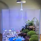 حوض نباتات طبيعية تيراريوم