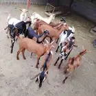 تبوس بلدي للبيع