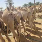 قعدان صومالية مفاريد للبيع تفريد وجملة افضل الاسعار