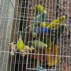 بادجي عصافير حب