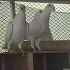 حمام زاجل سباق ابيض مميز