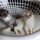 قطط شيرازي