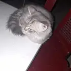 قط فحديقة الاثير في طيبة