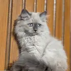 هملايا 3 شهور للبيع انثى