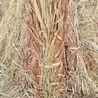 قصب يابس للبيع