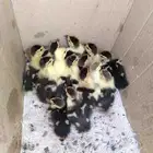 بط مصري صغير