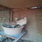 قمري طبه اخوان