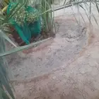 نخل عربي فسيل