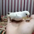 بادجي اليف فروخ