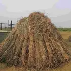 قصب يابس