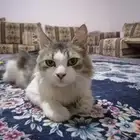 للبيع قطه وليفه جداََ ولعوبه وتقبل المسح