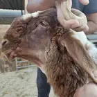 للبيع جذع نعيم فاخر ومعرف بالخفجي