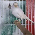 انثى كناري ابيض( تم البيع )