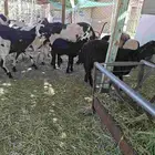 غنم متابيع هجين