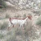 عنز جامع شباب