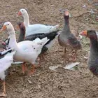 وز بلدي شحم ولحم
