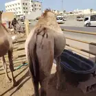 قعدان ونعيمى وسواكن وبربرى وتيوس