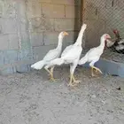 دجاج مكس حجازي بشامو ياباني بشاير 2