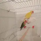 زوج روز منتج ((تم البيع))