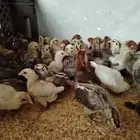 للبيع صيصان فيومي