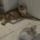 قطه سكوتش ستريت للبيع