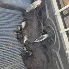 للبيع تيوس عوارض طيبه ومغلقه شحم