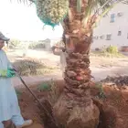 نخل