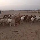 40 ضان سواكن يتبعها 28