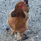 فرده دجاج براهما حمراء