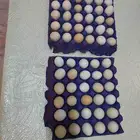 بيض بلدي نظيف مائدة مائدة فقط