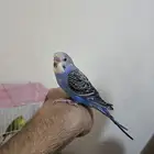 زوج من طيور البادجى