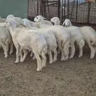 ذبايح بهم للبيع 20 راس . زواج او ربط مقفله