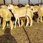 رخال حريات دفيع بإذن الله