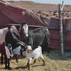 الثلاث المتابيع