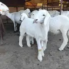 فحل ثني للبيع مشروط وصور إنتاجه مضافه فقط للعرض