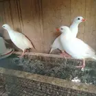 الحجل الابيض التركي