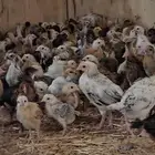 دجاج بلدي العمر شهر