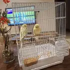 عصافير زينة للبيع