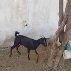 جفير محايلية دفيع