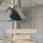 زوج طيور روز الذكر سبلت بال فالو و الانثى بال فالو