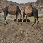 ابل جنب مداني