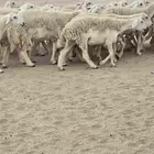رخال طيبه