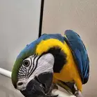 ببغاء مكاو