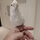 كروان البينو كابتن كلام عمره حوالي سنة للبيع