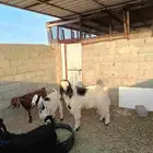 تيس عارضي أبيض للبيع