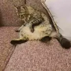 قطة شيرازي