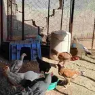 دجاج باكستاني للبيع