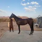 حصان حصي انجليزي محقق مراكز