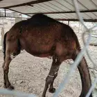 قعود مجهم