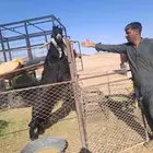 فحل عارضي صنف فاخرمعرف